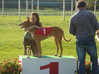 Faraónský pes AMENARDIS FARAFRA